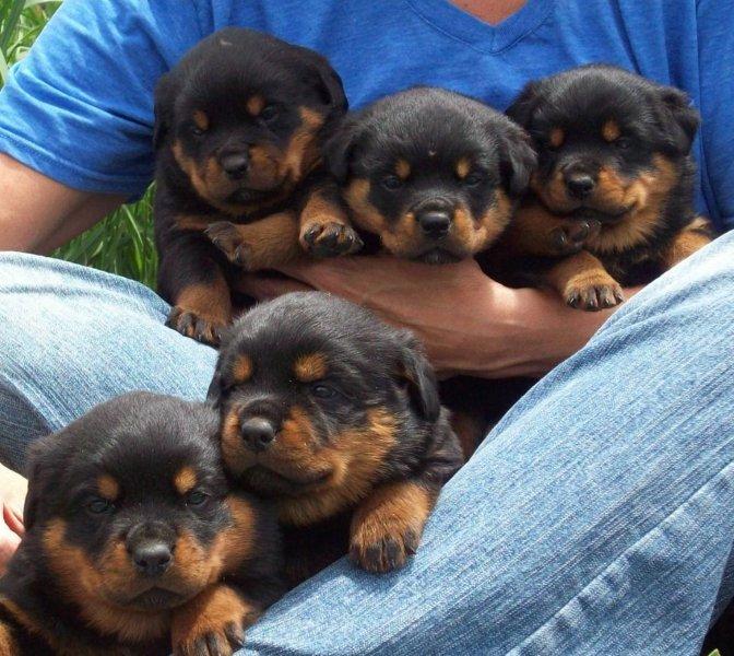 Our Nursery – Vom Hause Noble Rottweilers