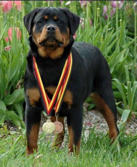 Vom Hause Noble Rottweilers