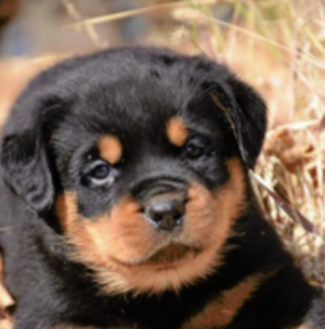 Vom_Hause_Noble_Rottweilers_puppy_02